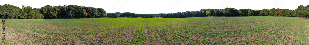 palatinate forest 360° treeline cutout