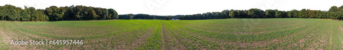 palatinate forest 360   treeline cutout