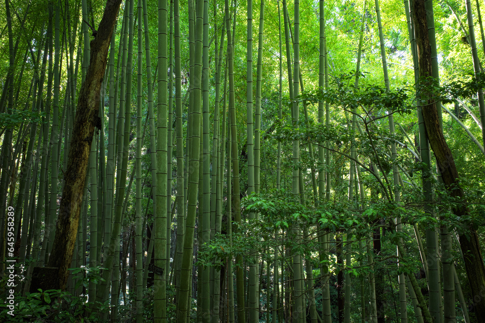 Obraz premium 山の中の竹林