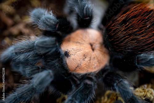 Mexican golden red rump tarantula Brachypelma albiceps