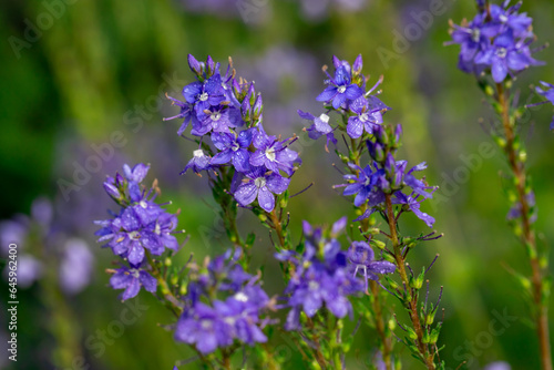 Veronica flowers in raindrops.