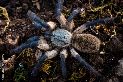 Socotra Island Blue Baboon Tarantula Monocentropus balfouri