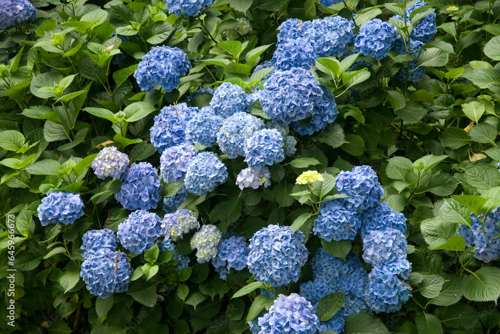 Hydrangea 'Bodense', Hortensia