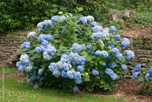 Hydrangea 'Bodense', Hortensia photo