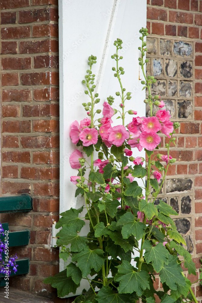 Naklejka premium rose tremiere, Althea rosa