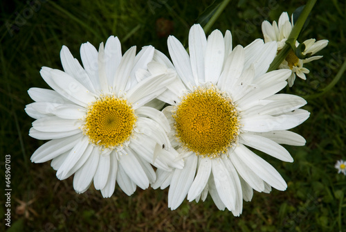 chrysantheme  chrysantemus spp.