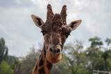 Close-up of a Giraffe's head infront of the Sky