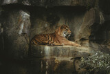 Tiger laying down in stone wall