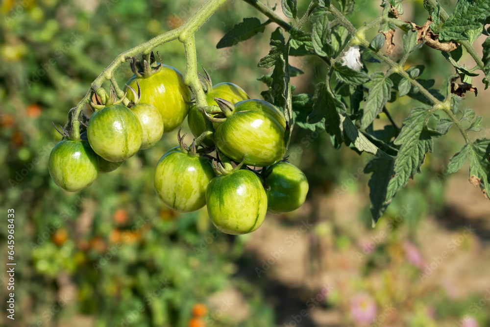 Fototapeta premium ripening tomatos on a sunny day close-up