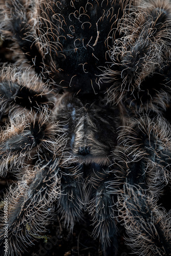 Curly hair tarantula Tliltocatl brachypelma albopilosum Nicaragua photo