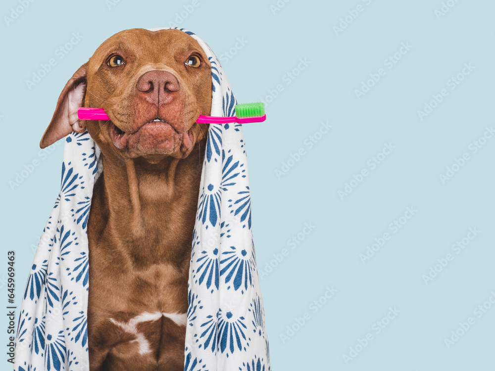 Cute brown dog, white towel and toothbrush. Close-up, indoors. Studio photo, isolated background. Concept of care, education, obedience training and raising pets