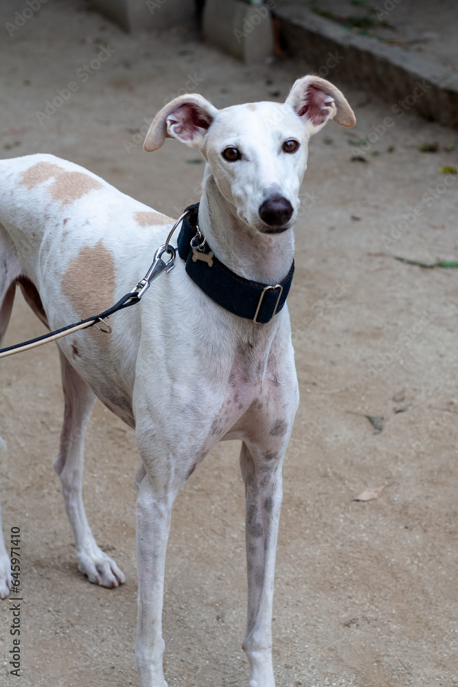 Retrato de un galgo