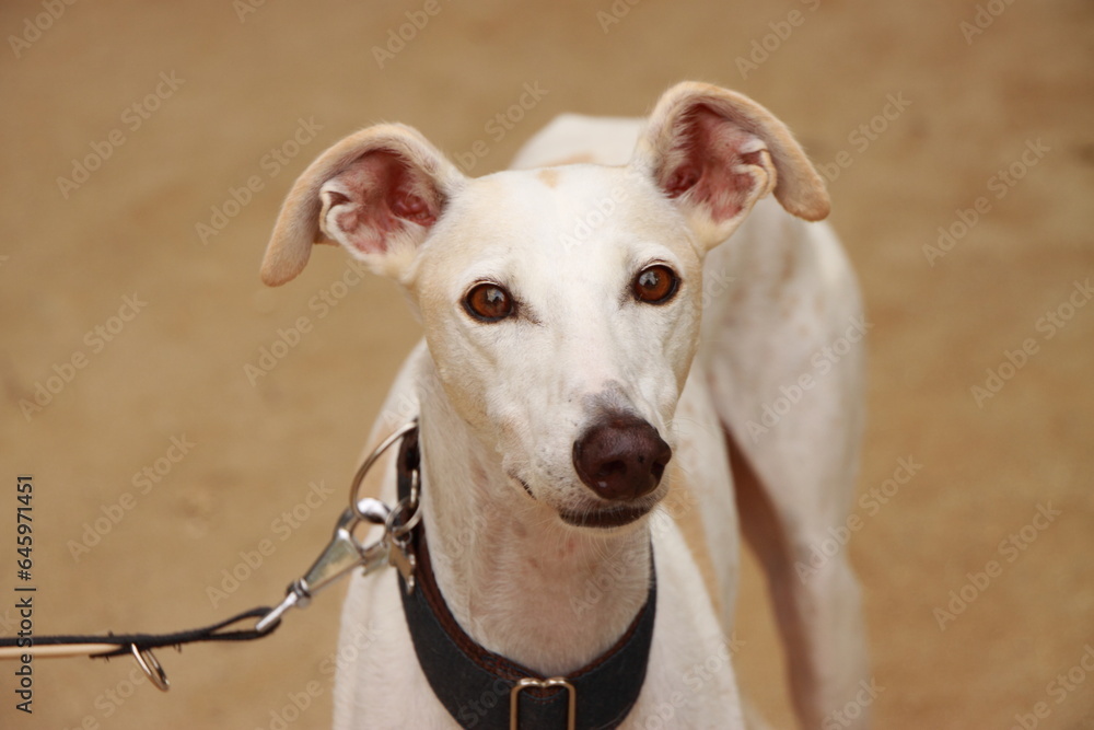 Retrato de un galgo