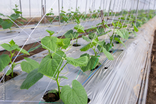 young cucumber plant