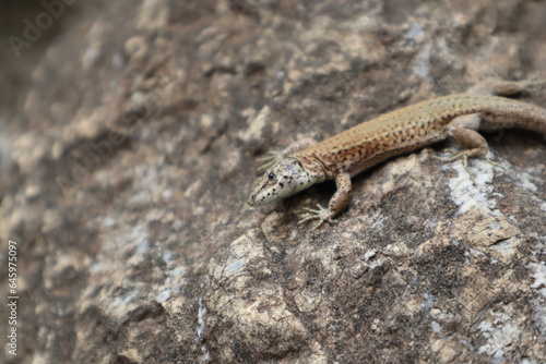 a wild lizard on a stone