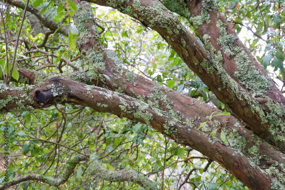 tree in the forest with moss and foliage tree in the forest with moss and foliage