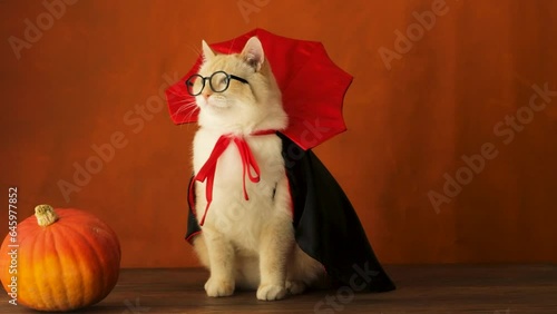 Cat in vampire costume says close-up, orange background photo