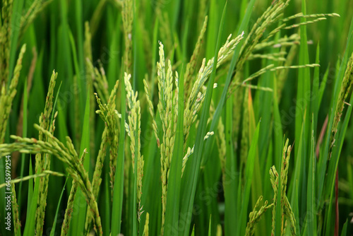 Rice growing in field. Close up of green rice field. Rice growing in paddy field.
