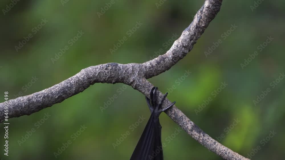 Bats use their feet and claws to hang onto tree branches Bats use their feet and claws to hang onto tree branches