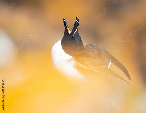 Razorbill on an Irish cliff, one of its natural environments photo