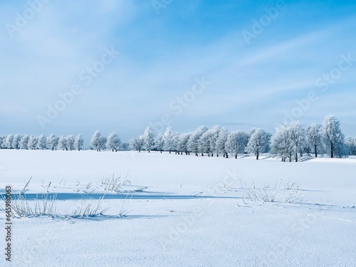 Trees covered with snow 