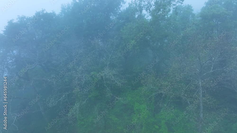 Forest in the fog in the Soba Valley. Aerial view from a drone. Hills of Ason Natural Park. Soba Valley, Cantabria, Spain, Europe Forest in the fog in the Soba Valley. Aerial view from a drone. Hills of Ason Natural Park. Soba Valley, Cantabria, Spain, Europe