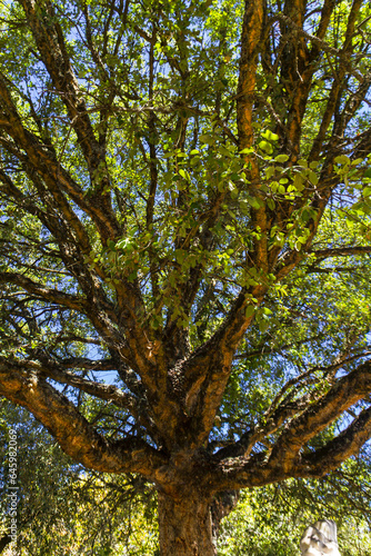 Arneiro's Well tree, Fátima Sanctuary, Portugal