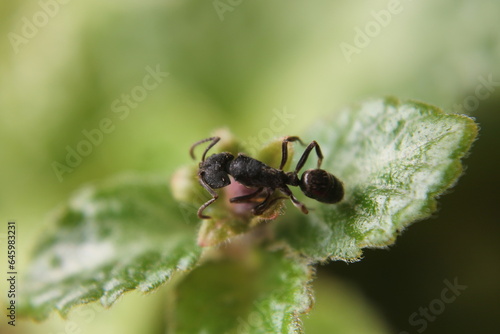 Black Carpenter Ant on Leaf. Ants face photo macro Close-up. Big camponotus cruentatus ant posing in a green plant. Ant queen portrait. 