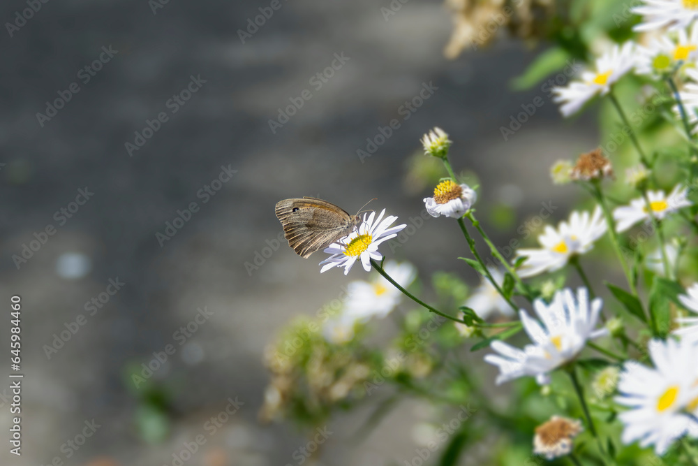 Meadow brown (maniola jurtina) butterfly sitting on a daisy in Zurich, Switzerland