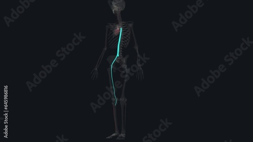 The anterior tibial artery is an artery of the leg photo