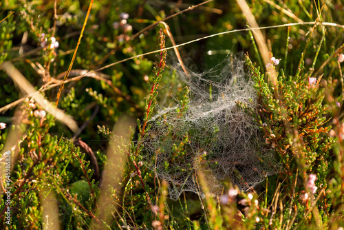 wonderful morning on the mountains - a meadow in the sunlight with dewdrops on the plants and spider webs