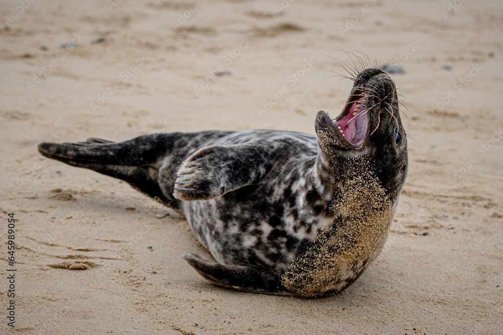 Grey seal pup, Halichoerus grypus, resting on sand beach, Norfolk, UK. Taken at distance and cropped image so as not to disturb the pup Grey seal pup, Halichoerus grypus, resting on sand beach, Norfolk, UK. Taken at distance and cropped image so as not to disturb the pup