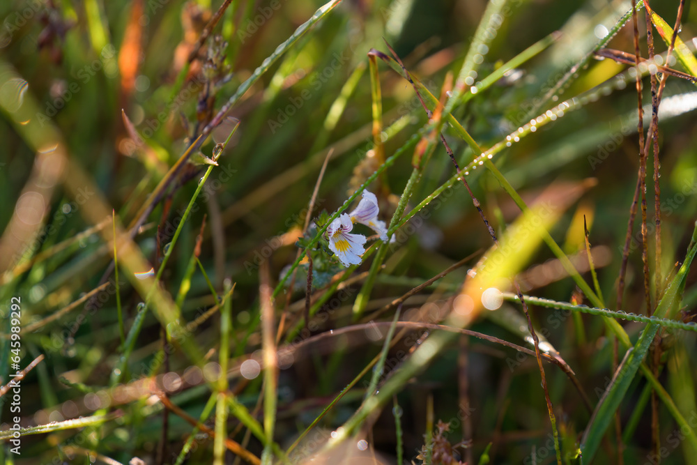 wonderful morning on the mountains - a meadow in the sunlight with dewdrops on the plants wonderful morning on the mountains - a meadow in the sunlight with dewdrops on the plants