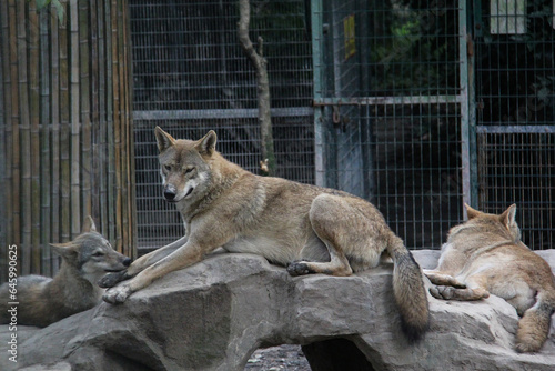 Group of wolves in the zoo