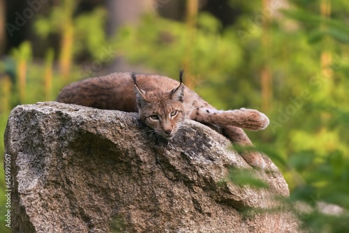 A beautiful lynx resting on a rock. Wildlife scene from Europeanm nature. Wild cat in the nature forest habitat. portrait of a bobcat.
