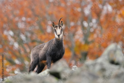 Autumn scene with a horn animal. A chamois with broken horn standing on the stone hill. Rupicapra rupicapra