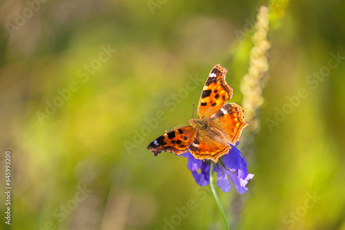 Beautiful butterfly Aglais urticae, wren Nymphalis urticae from genus Nymphalidae with black and white spots on red-orange wings on blue flower on summer sunny day. Natural blurred background