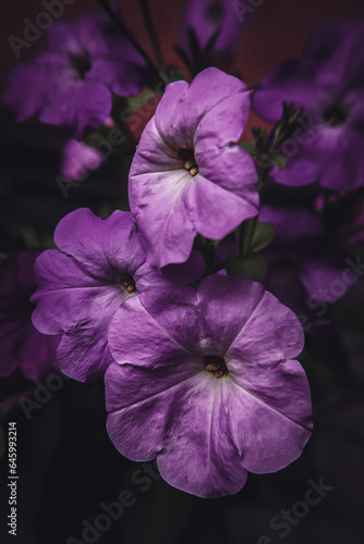 flowers petunia 