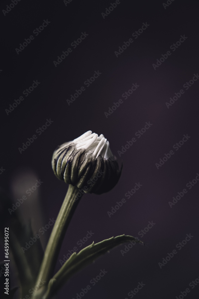 Daisy Daisy