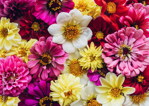 Beautiful colorful zinnia and dahlia flowers in full bloom, close up. Natural summery texture for background. © Iryna