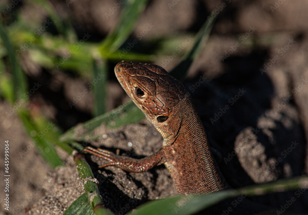 Fototapeta premium A picture of a brown lizard that is looking for prey searching on a dry field