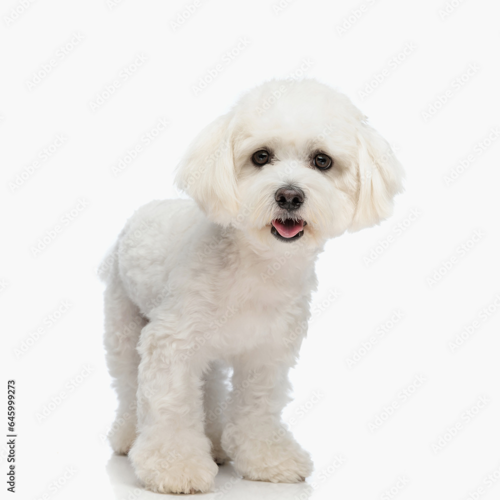 sweet little bichon dog sticking out tongue and panting while standing