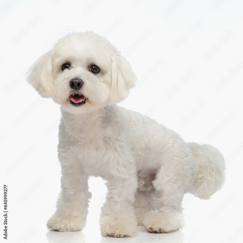 beautiful bichon dog sticking out tongue and panting while standing beautiful bichon dog sticking out tongue and panting while standing