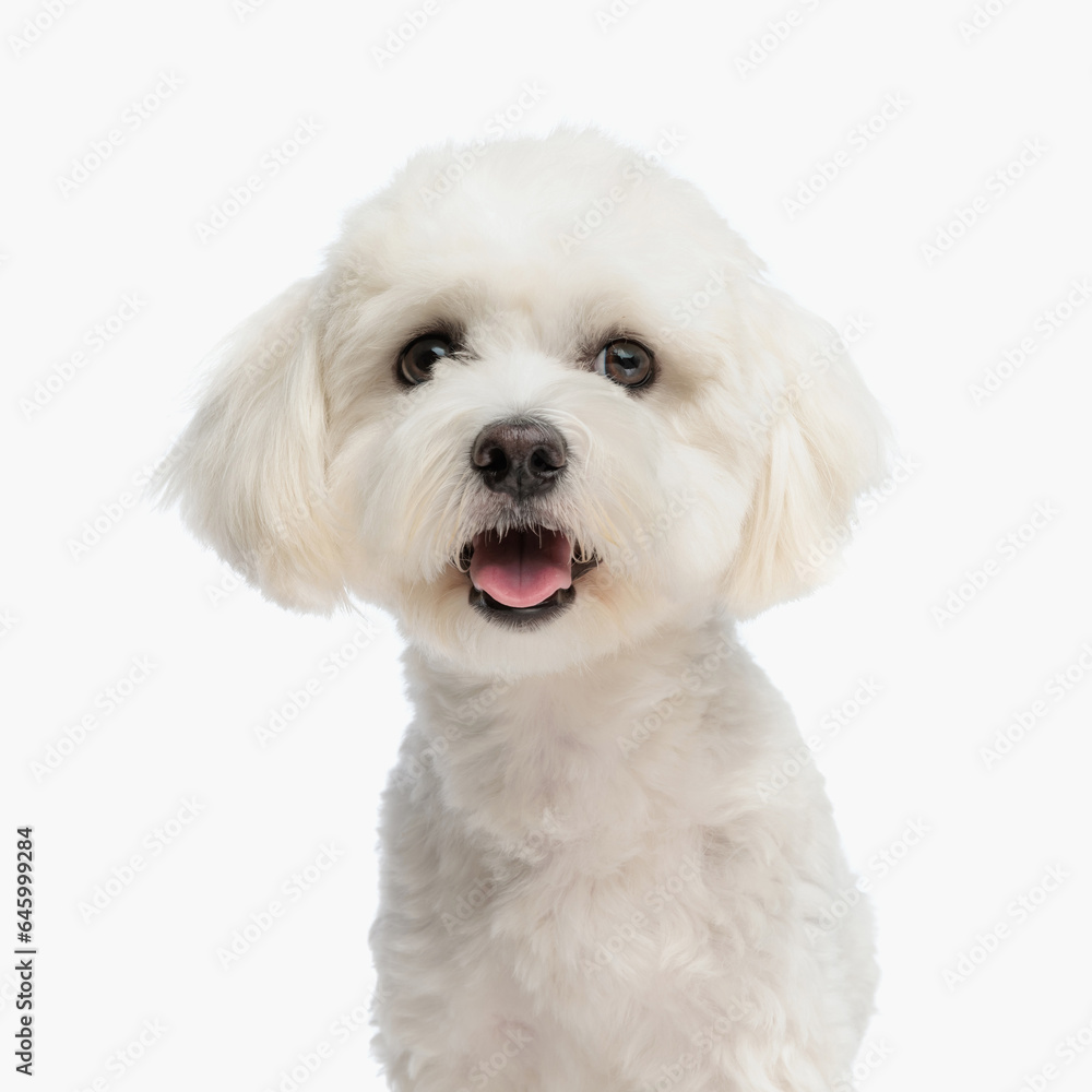 portrait of cute little bichon puppy sticking out tongue and looking forward