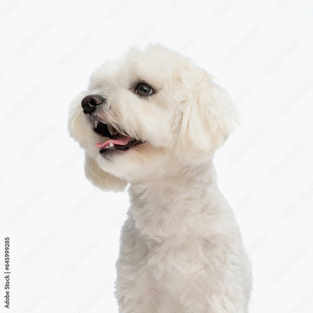 adorable little bichon dog looking to side with tongue exposed and barking adorable little bichon dog looking to side with tongue exposed and barking