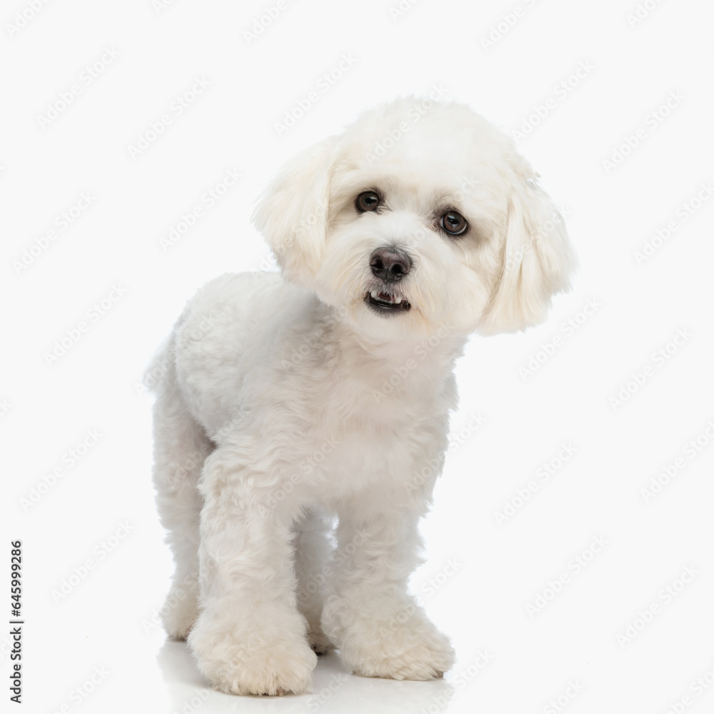 cute little bichon dog standing, opening mouth and growling