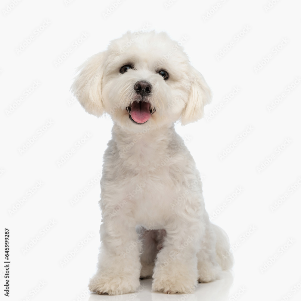 happy little bichon dog sticking out tongue and panting while sitting happy little bichon dog sticking out tongue and panting while sitting