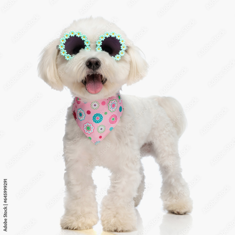 Obraz premium precious little bichon puppy sticking out tongue and panting