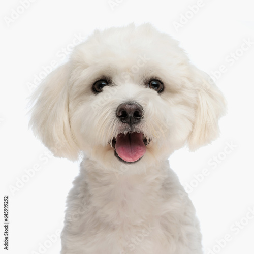 beautiful bichon puppy with fluffy fut sticking out tongue and looking forward photo