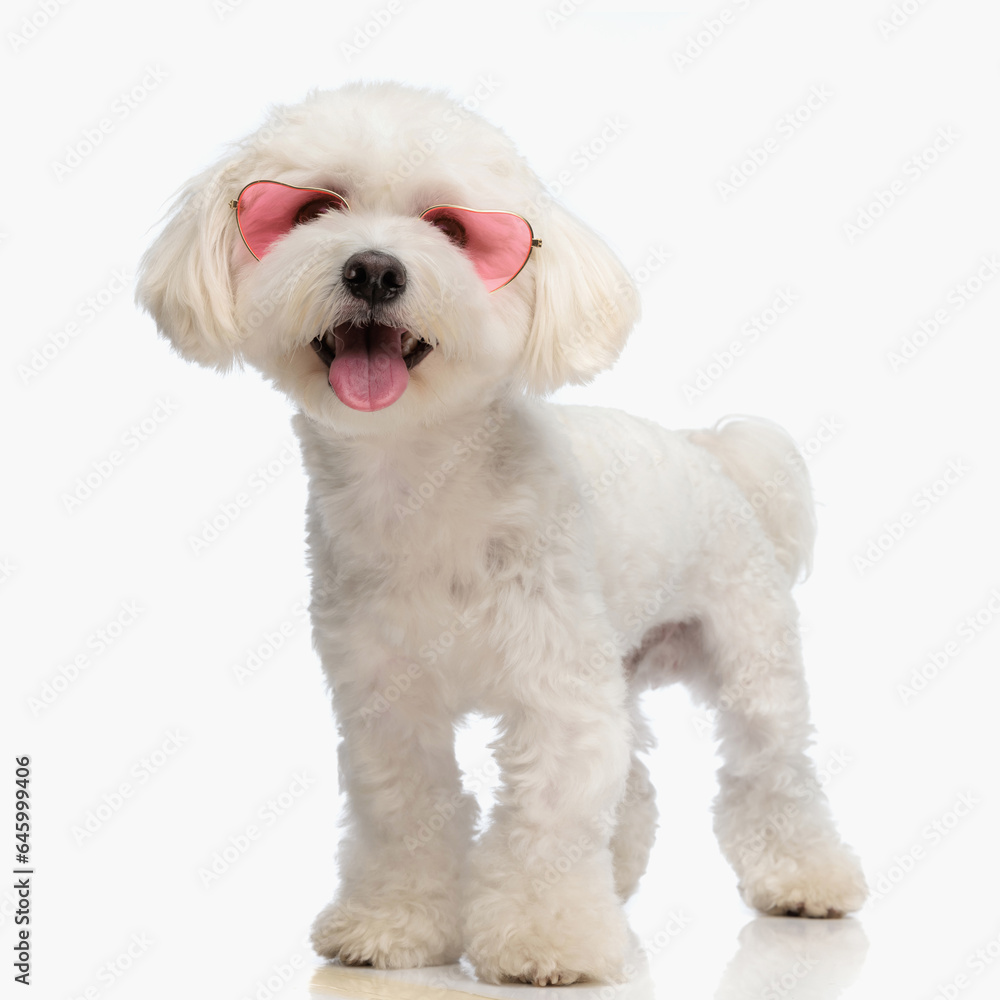 cute bichon dog with sunglasses sticking out tongue and panting